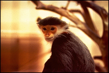 douc langur