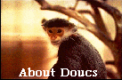 douc langur
