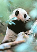 panda