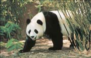 panda